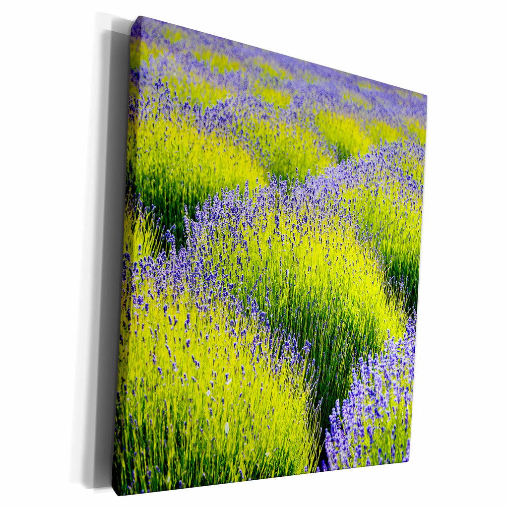 3dRose USA, Washington State, Port Angeles, Lavender Field - Museum Grade Canvas Wrap (cw_315154)